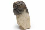 Bargain Reedops Trilobite Fossils - 2 1/2 to 3 1/2" - Photo 3